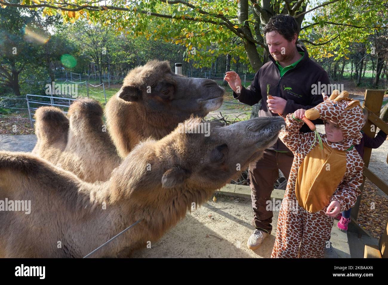 Bell, Alemania. 02nd de Nov de 2022. El operador Remo Müller y su hijo  REVEN, vestido de jirafa, alimentan a los camellos del Bell Zoo, que  actualmente son los animales más grandes