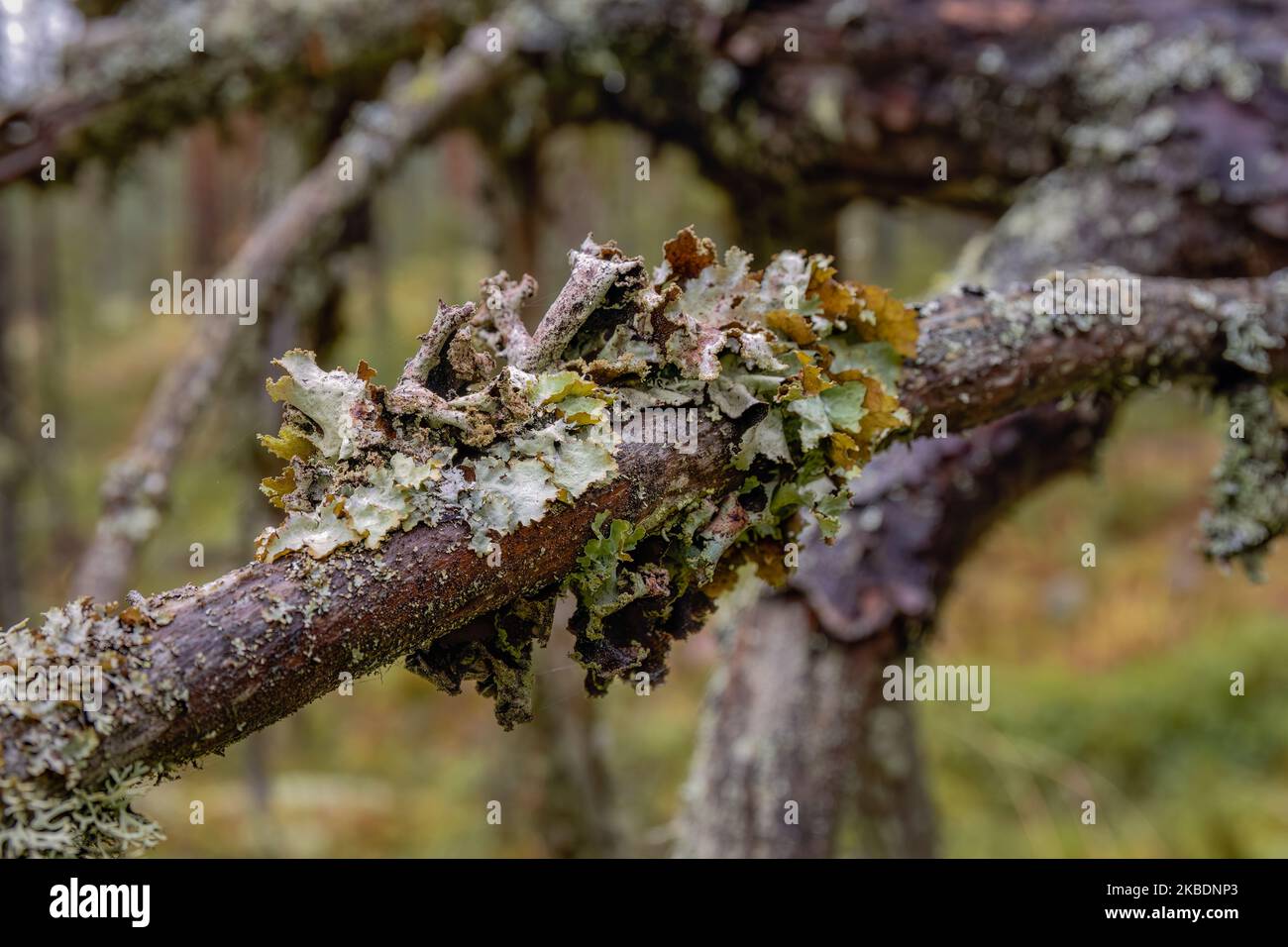 Liquen de trapo variado (Platismatia glauca) en una rama de árbol, cerca Foto de stock