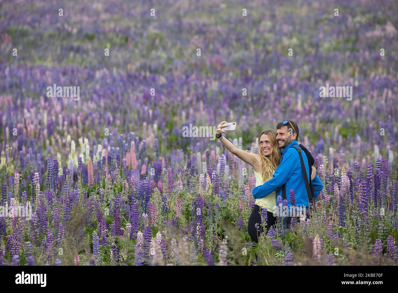 Una pareja toma selfies en coloridos campos de chocho en Tekapo, Â Mackenzie Country, Â en la central Isla Sur de Nueva ZealandÂ el 10 de enero de 2020.Â Tekapo es una de las atracciones turísticas más populares de Nueva Zelanda. Cada noviembre, enormes y coloridos campos de flores de altramuces comienzan a emerger a lo largo de las orillas del lago, arroyos, canales y carreteras de la región Mackenzie de Nueva Zelanda. Sin embargo, los altramuces son una especie de flores no nativas y causan una serie de ofÂ problemas en Nueva Zelanda porque se propagan rápidamente, sacando la flora y fauna nativas de sus hábitats. Â Â (Foto de Sanka Vidanagama/NurPhoto) Foto de stock