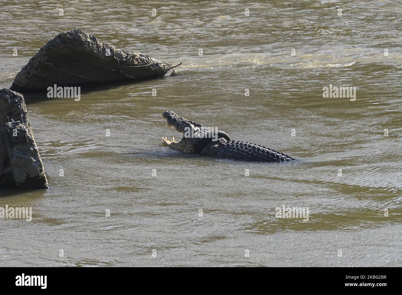 Cocodrilo 2 fotografías e imágenes de alta resolución - Página 3 - Alamy