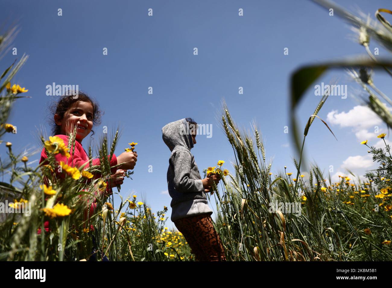 Los niños palestinos juegan en un campo de flores silvestres de amapola que crecen en campos a lo largo de la Faja de Gaza, en Jan Yunis, en el estriado meridional de Gaza, el 08 de abril de 2020, ya que el comienzo oficial de la primavera está marcado por el Equinoccio Vernal. (Foto de Majdi Fathi/NurPhoto) Foto de stock