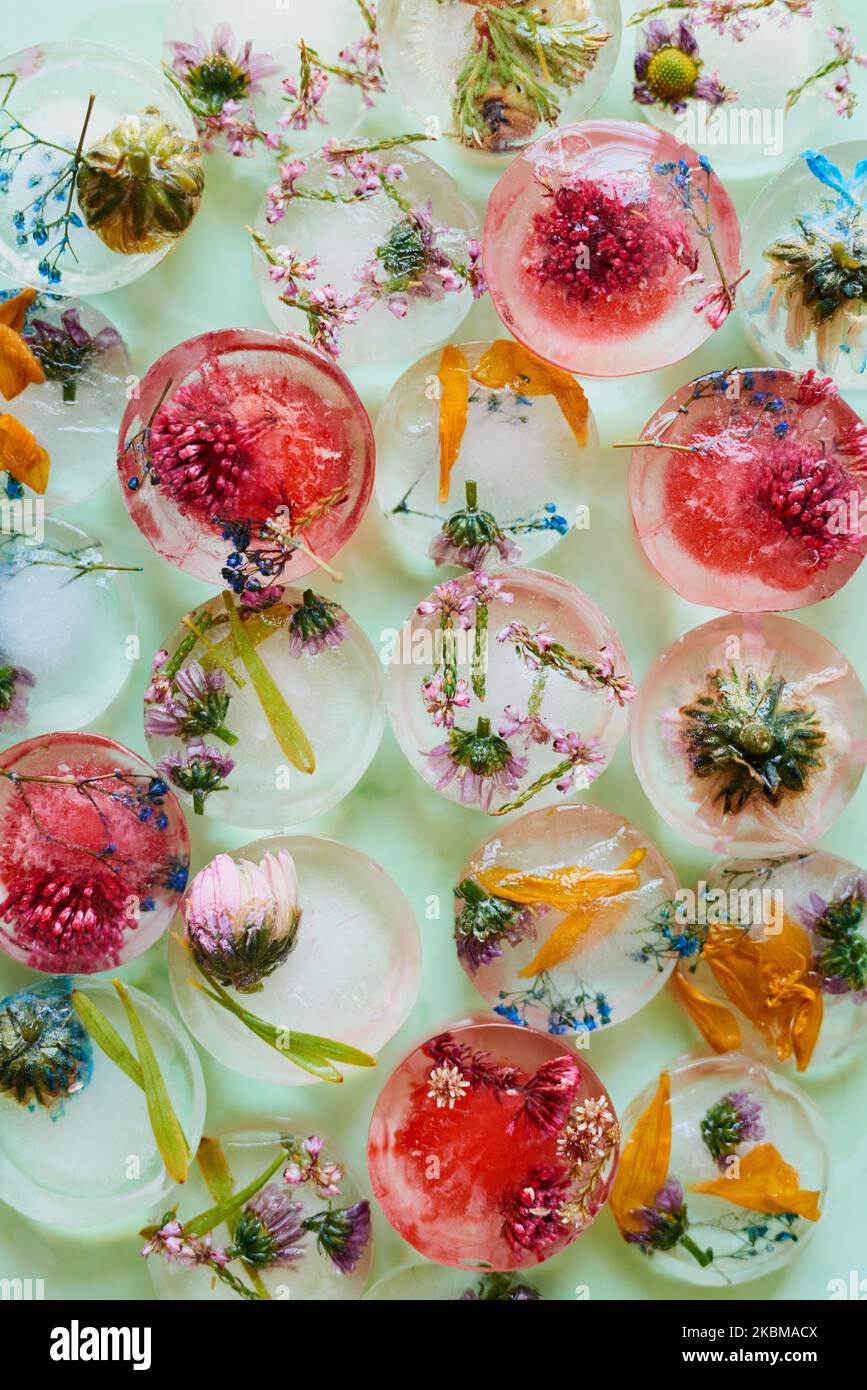 Convierta los cubos ordinarios en hermosos refrescos. Foto de estudio de flores congeladas en bloques de hielo. Foto de stock