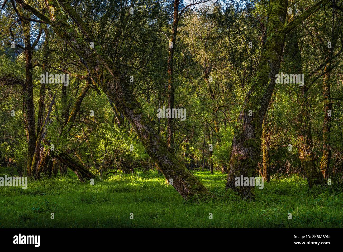 Bosque de sauce en el humedal del lago Barrea en los Abruzos, Lazio y