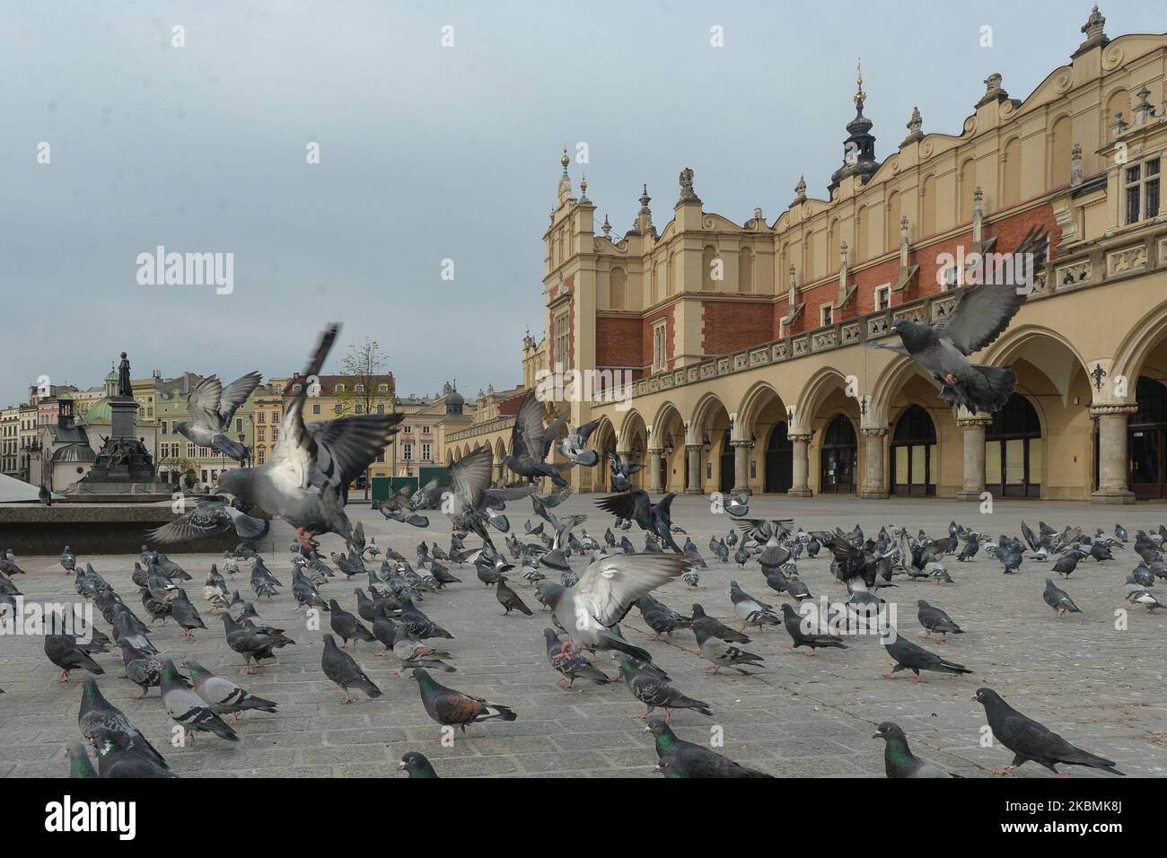 Una bandada de palomas hambrientas vista en una plaza vacía del mercado de Cracovia. Cientos de palomas se pueden ver todos los días en la plaza principal de Cracovia esperando comida de los lugareños y turistas por igual. El domingo, 19 de abril de 2020, en Cracovia, Polonia. (Foto de Artur Widak/NurPhoto) Foto de stock