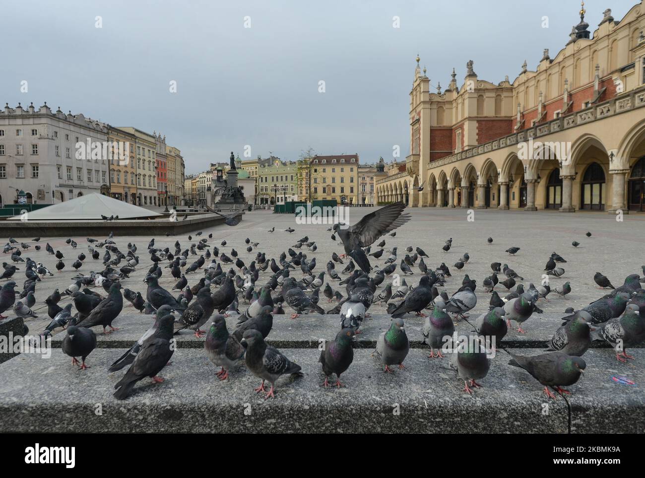 Una bandada de palomas hambrientas vista en una plaza vacía del mercado de Cracovia. Cientos de palomas se pueden ver todos los días en la plaza principal de Cracovia esperando comida de los lugareños y turistas por igual. El domingo, 19 de abril de 2020, en Cracovia, Polonia. (Foto de Artur Widak/NurPhoto) Foto de stock