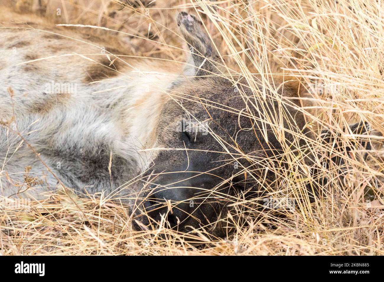 Hyena manchada (Crocuta crocuta) cara y cabeza primer plano durmiendo en hierba larga en la naturaleza en el parque nacional Kruger, Sudáfrica Foto de stock