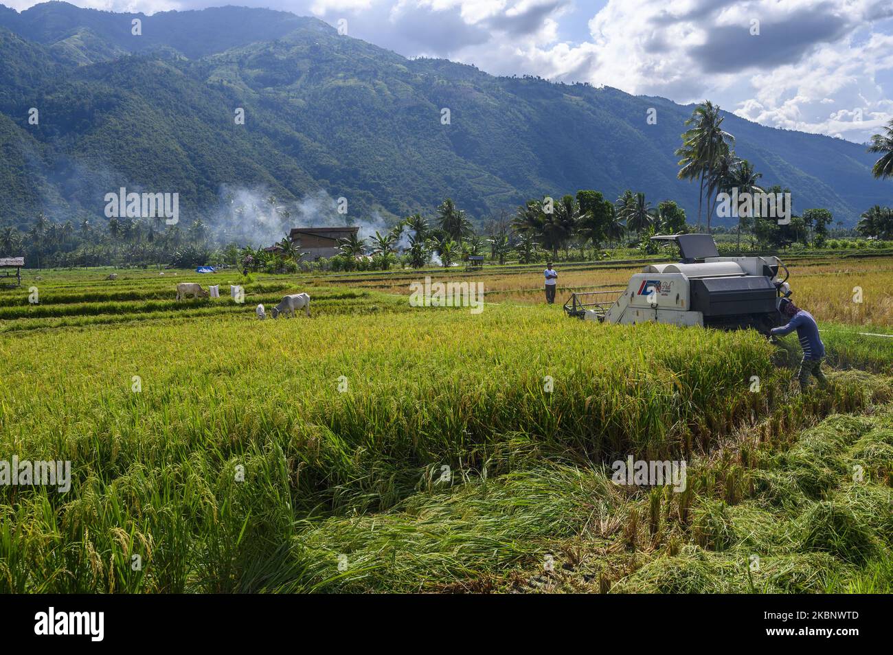 Los agricultores utilizan la cosecha de arroz en la aldea de Kaleke, Sigi Regency, Provincia Central de Sulawesi, Indonesia, el 16 de mayo de 2020. Además de exigir el suministro de dos toneladas de arroz en cada aldea, el gobierno local también exige que cada aldea proporcione un mínimo de tres hectáreas de arrozales en un esfuerzo por mantener la seguridad alimentaria en la aldea. (Foto de Basri Marzuki/NurPhoto) Foto de stock