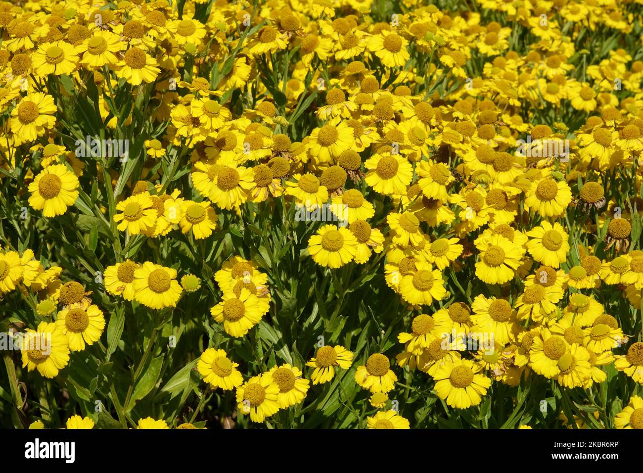 Amarillo, atractivo, flores, flor, jardín, Floración, Helenium 'Butterpat' Foto de stock