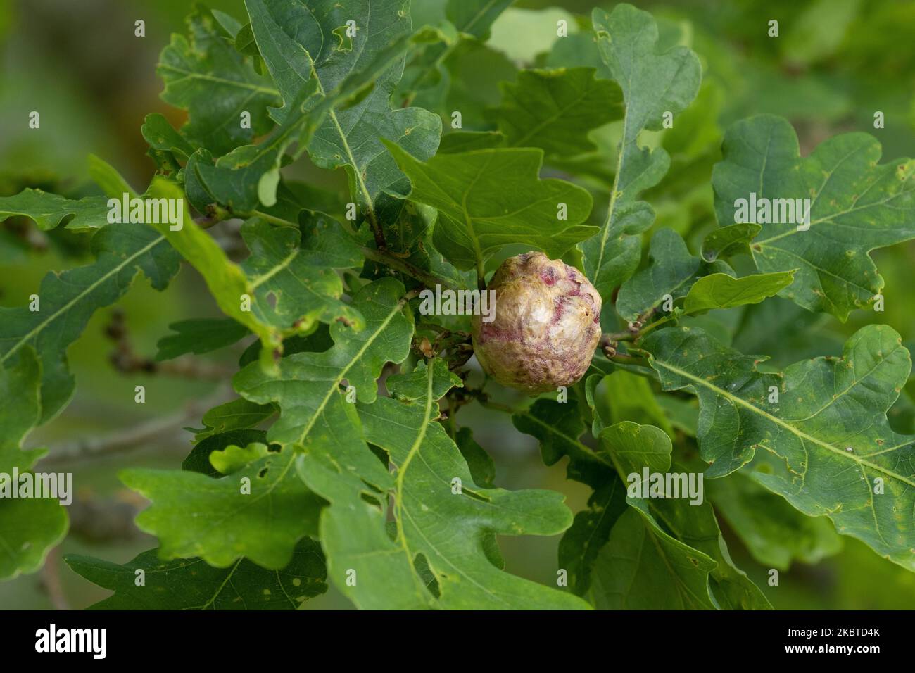 Primer plano de grandes agallas en hojas de roble común creadas por avispa de agallas Cynips quercusfolii en el bosque boreal de Estonia Foto de stock