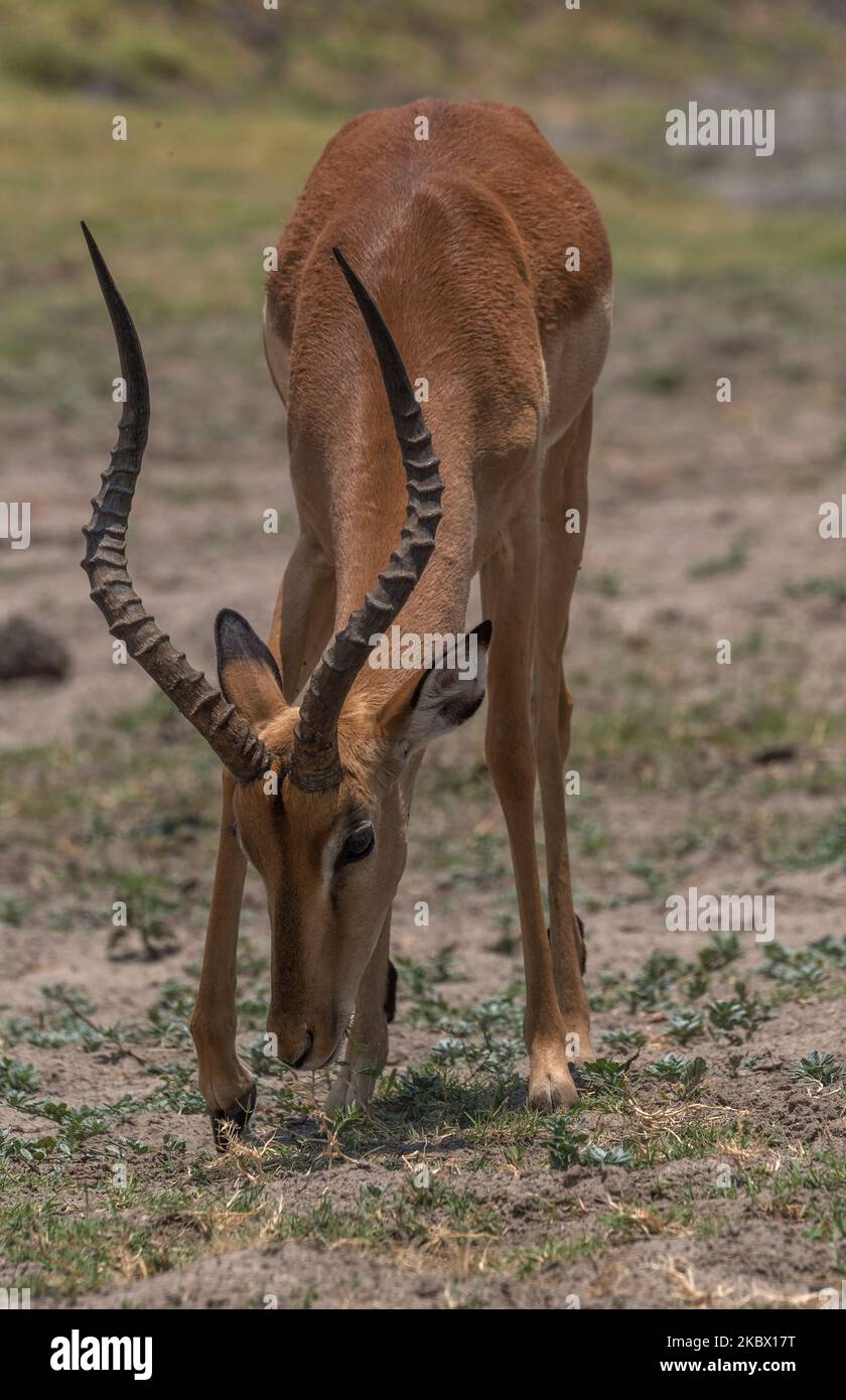 Retrato de un antílope impala, Aepyceros melampus, Botswana Foto de stock