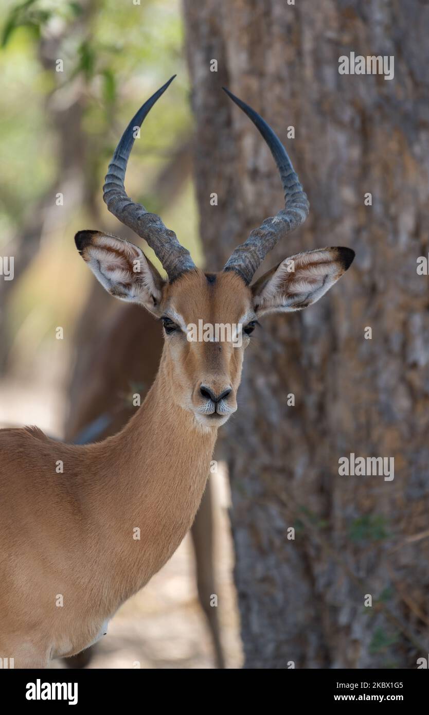 Retrato de un antílope impala, Aepyceros melampus, Botswana Foto de stock