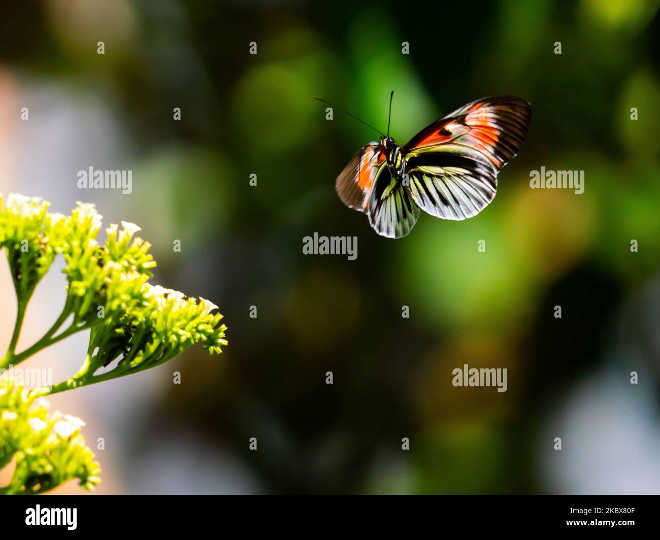 Una mariposa cartero (Heliconius melpomene) volando hacia una flor sobre un fondo natural borroso Foto de stock