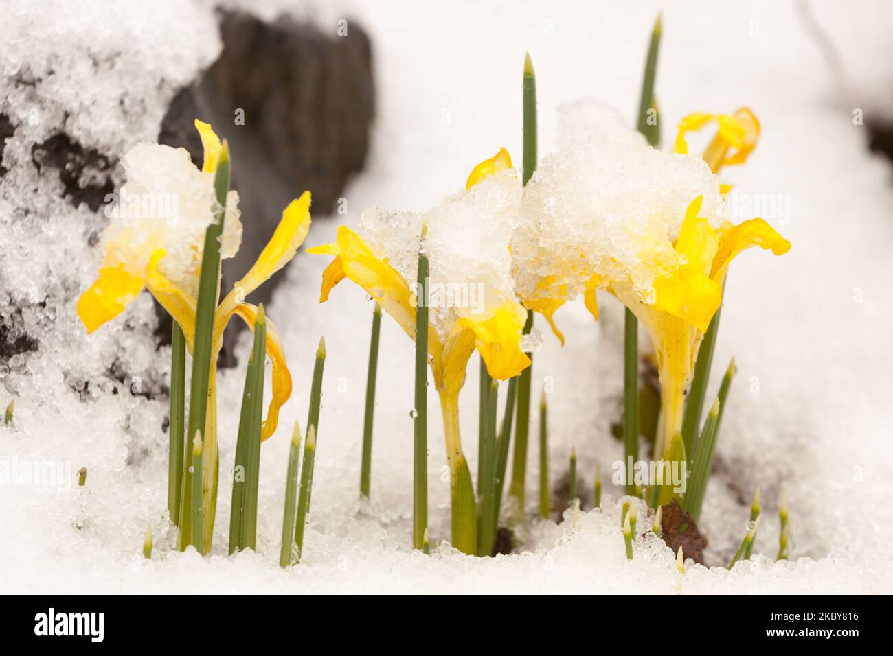 Iris reticulata Sol, Iris, Invierno, Nieve, Cubierta, Flores, Amarillo, Iridas, Enano Foto de stock