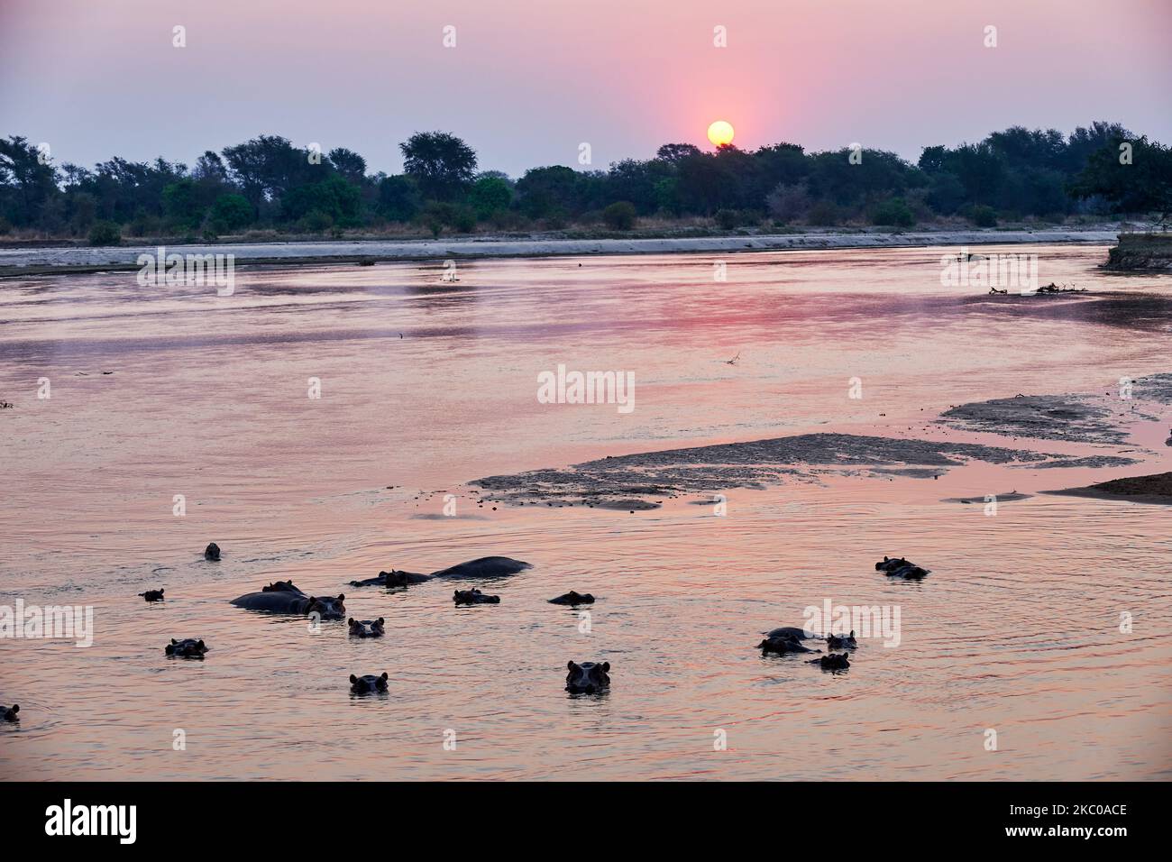 Hipopótamo en el río, puesta de sol en el río Luamba, Parque Nacional Luambe, Zambia, África Foto de stock