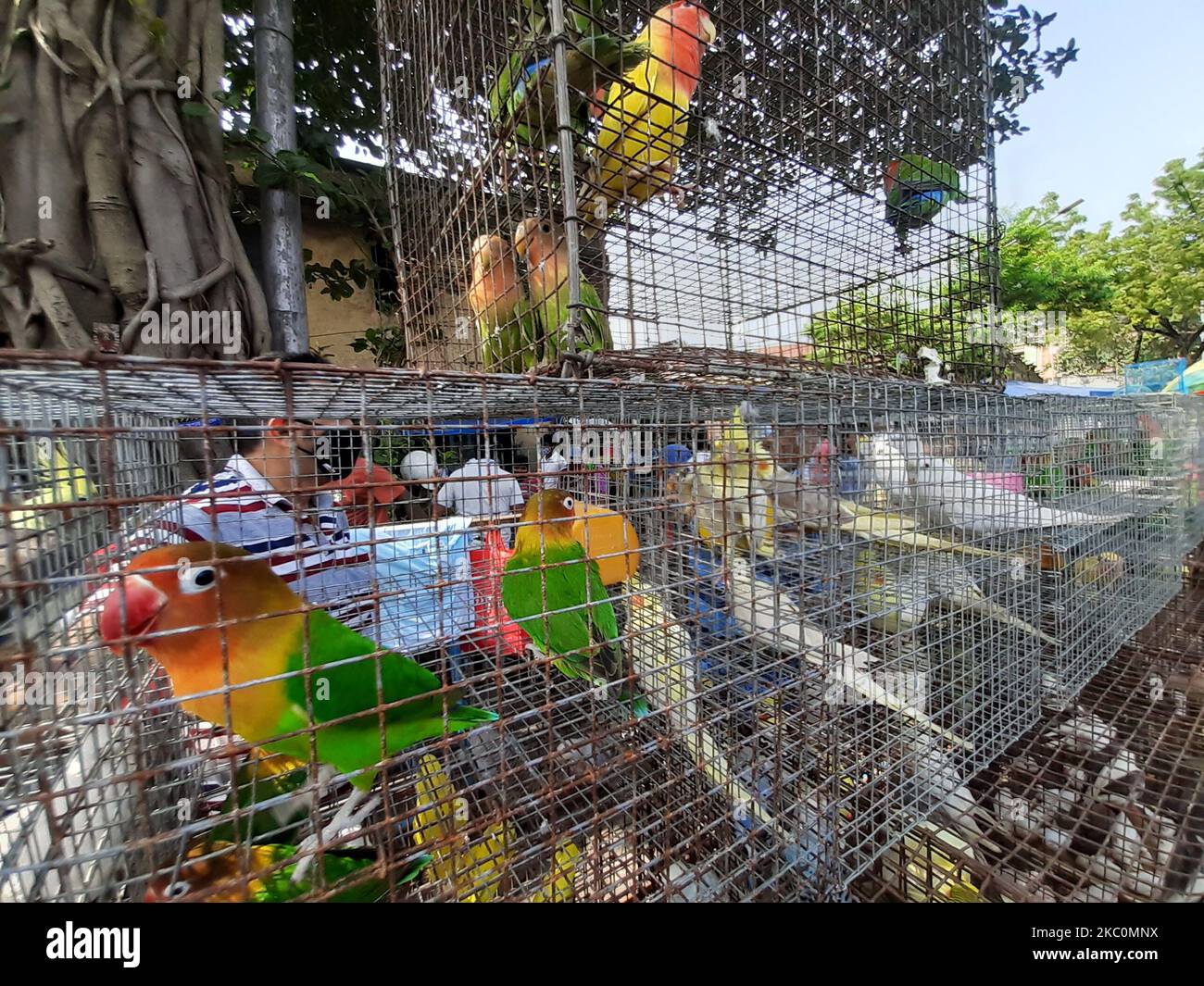 Los compradores que usan mascarillas como precaución contra el coronavirus  abarrotan un mercado semanal de mascotas. Pájaros, conejos, pescado,  esquisto canino en el mercado semanal de mascotas en Galiff Street en  Kolkata