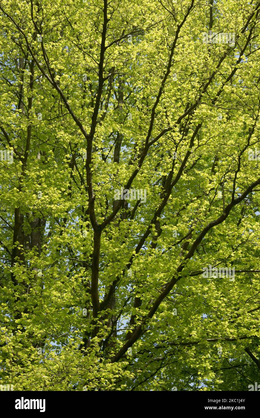 Árboles de haya común madura (Fagus sylvatica) en densos bosques de Savernake Forest con hojas de primavera jóvenes verde ácido a finales de la primavera, Wiltshire, mayo Foto de stock