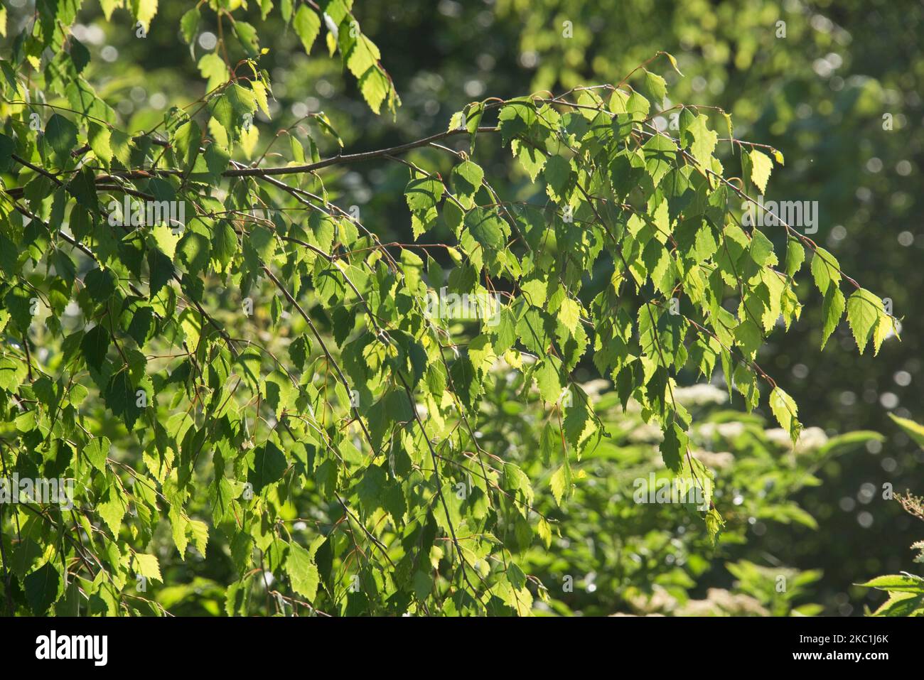 Luz del sol a través de la espalda alumbró hojas triangulares jóvenes de abedul plateado (Betula pendula) en un árbol de bosque caducifolio a principios del verano, Berkshire, junio Foto de stock