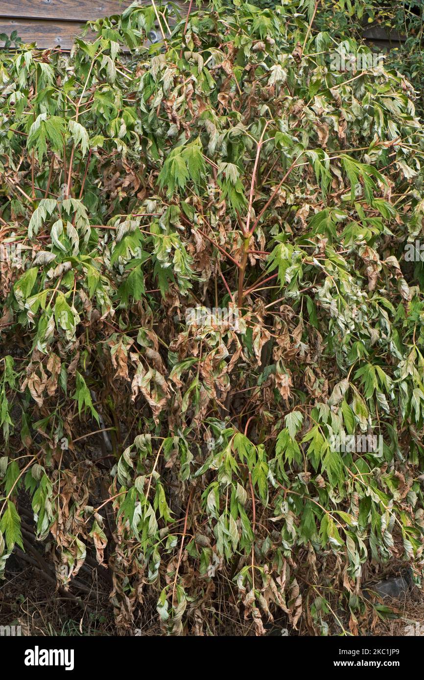 La peonía arborícola de Ludlow (Paeonia ludlowii), un arbusto deciduo del jardín, severamente dañado por las condiciones calurosas de la sequía del verano, Berkshire, agosto Foto de stock