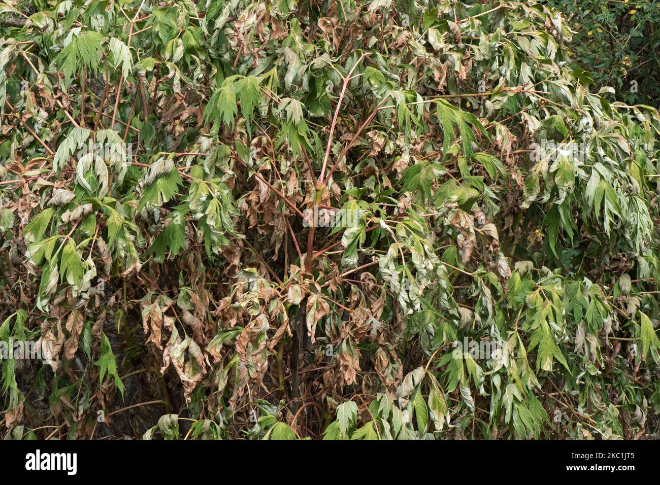 La peonía arborícola de Ludlow (Paeonia ludlowii), un arbusto deciduo del jardín, severamente dañado por las condiciones calurosas de la sequía del verano, Berkshire, agosto Foto de stock