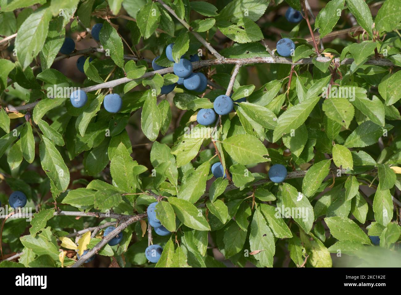 Perezosas maduras, fruto redondo de espino negro (Prunus spinosa) con flor púrpura y azul entre las hojas de verano de un gran arbusto salvaje en verano, Berkshire, agosto Foto de stock