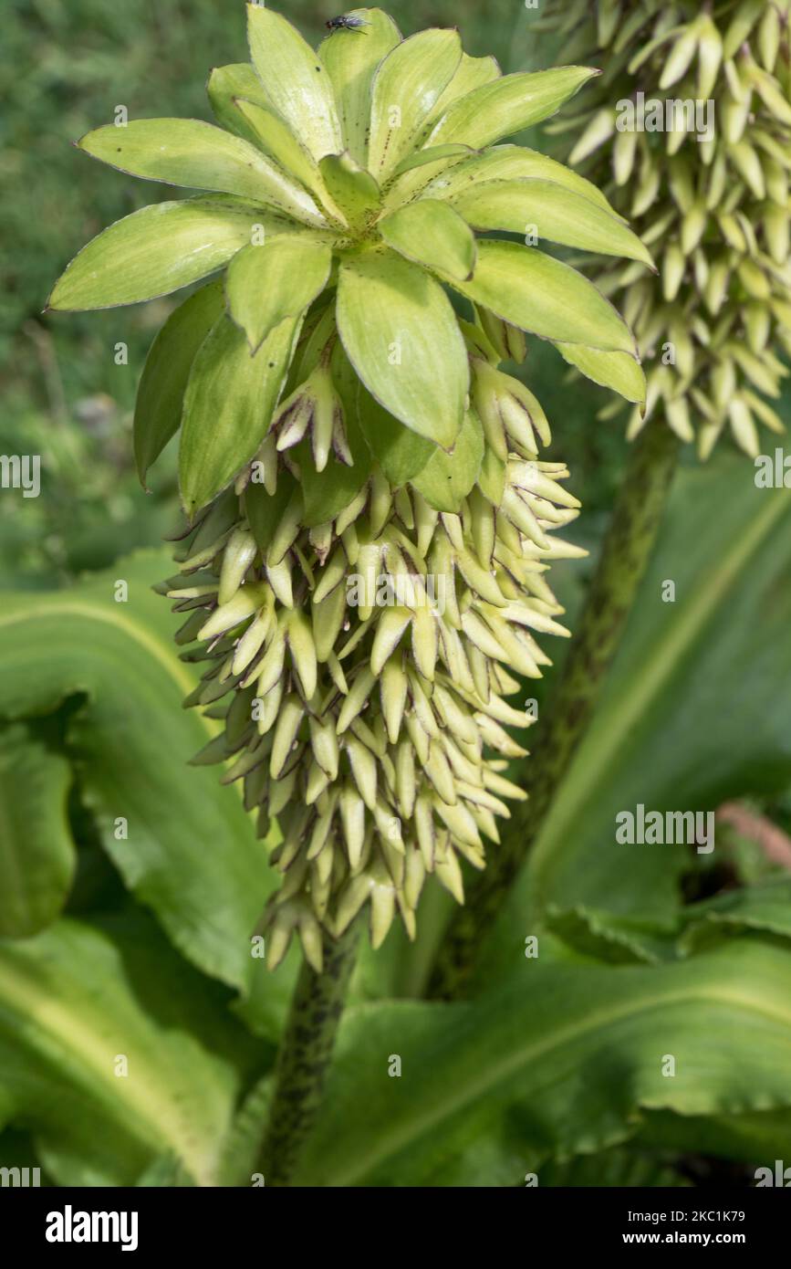 Lirio de piña (Eucomis bicolor) flores de marginadas moradas y verdes en un pico de planta ornamental de flores bulbosas, agosto Foto de stock