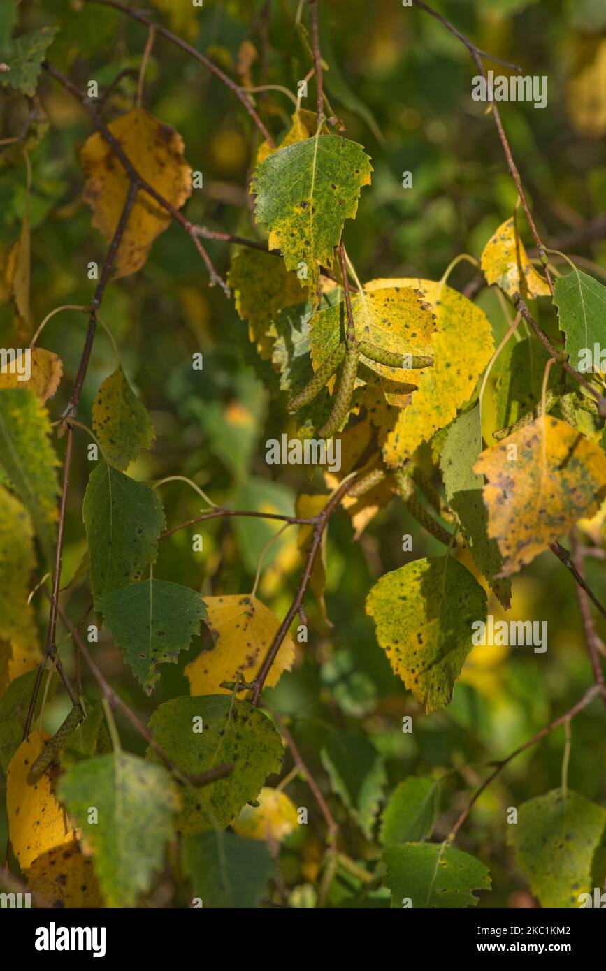 Hojas amarillas, anaranjadas y verdes de abedul plateado (Betula pendula) que cambian de color en otoño con brochetas inmaduras, Berkshire, octubre Foto de stock