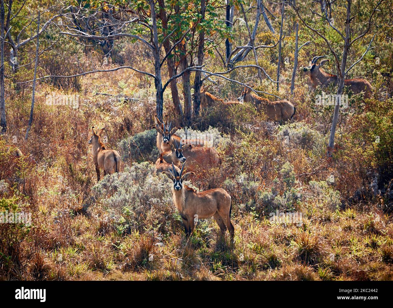 Antílope de Roan, Hippotragus equinus, meseta de Nyika, Malawi, África Foto de stock