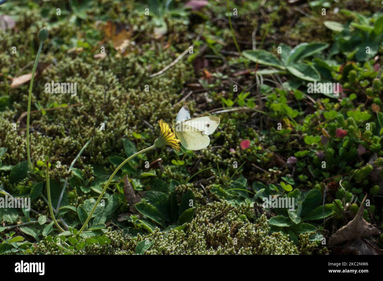Kohlweißling falter mit braunen Flecken, auf einer Herbstlöwenzahn Blüte Foto de stock