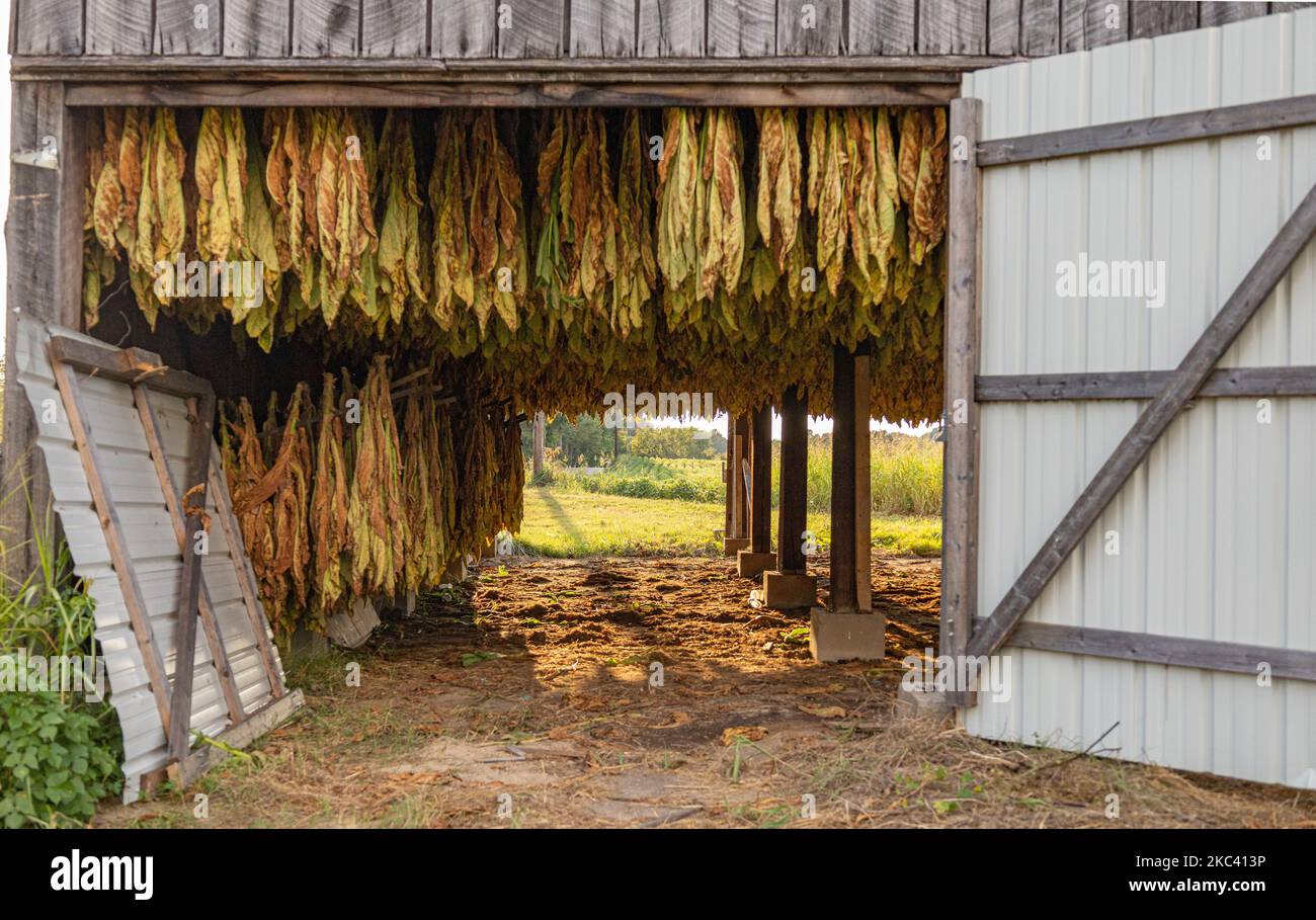 Una granja de tabacos secando y curando Foto de stock