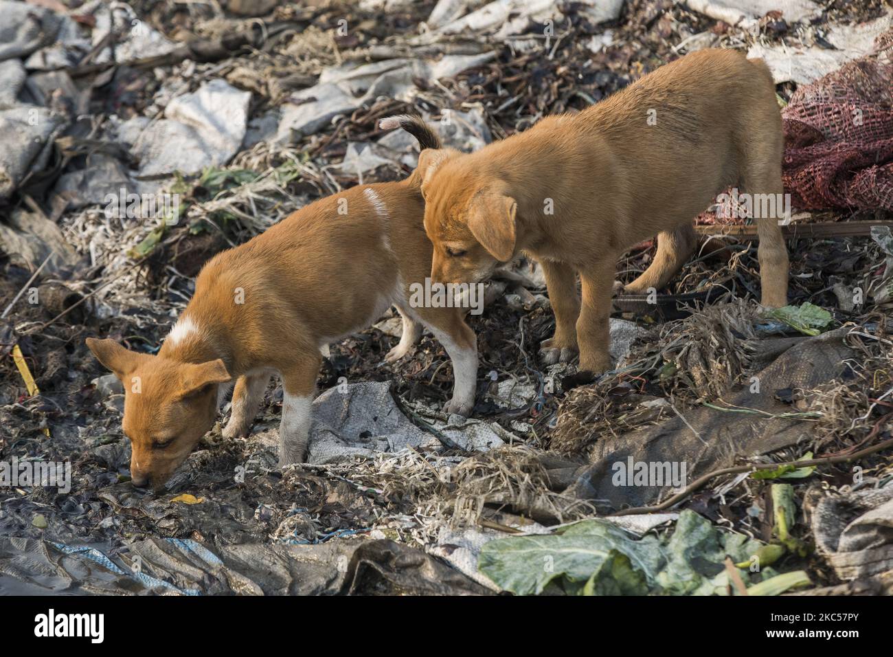 Los cachorros fueron vistos jugando en la orilla del río Buriganga rodeado de vegetales podridos Dhaka, Bangladesh, el 4 de diciembre de 2020. (Foto de Ahmed Salahuddin/NurPhoto) Foto de stock