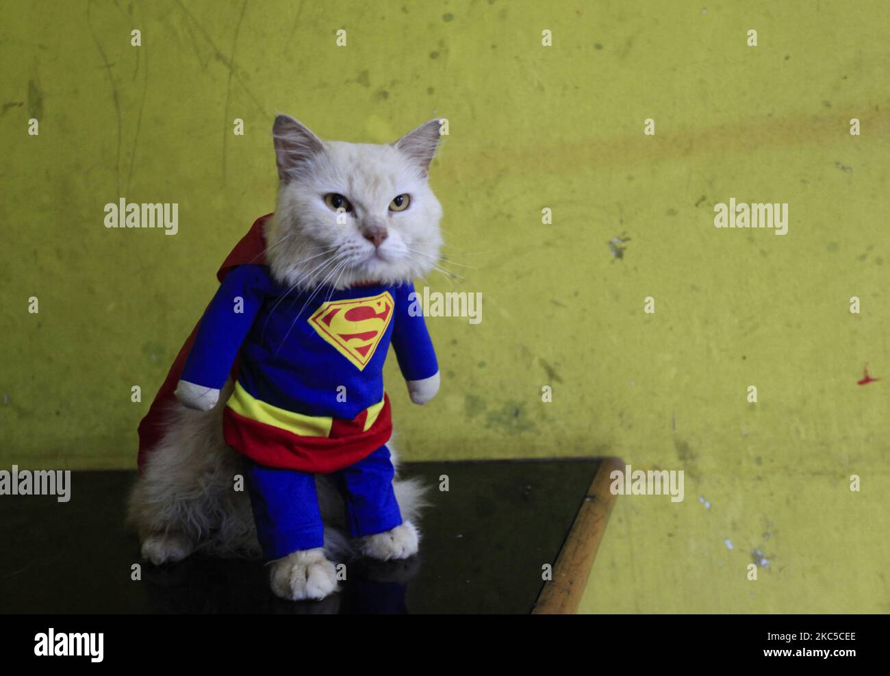 Gato de superman fotografías e imágenes de alta resolución - Alamy