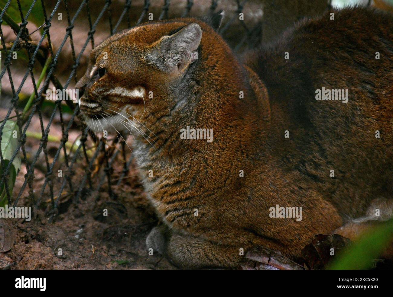 El gato dorado asiático (Catopuma temminckii) se encuentra en una jaula de  habituación antes de ser liberado en el área de TNBBS (Parque Nacional  Bukit Barisan Selatan), Lampung, el 9 de diciembre