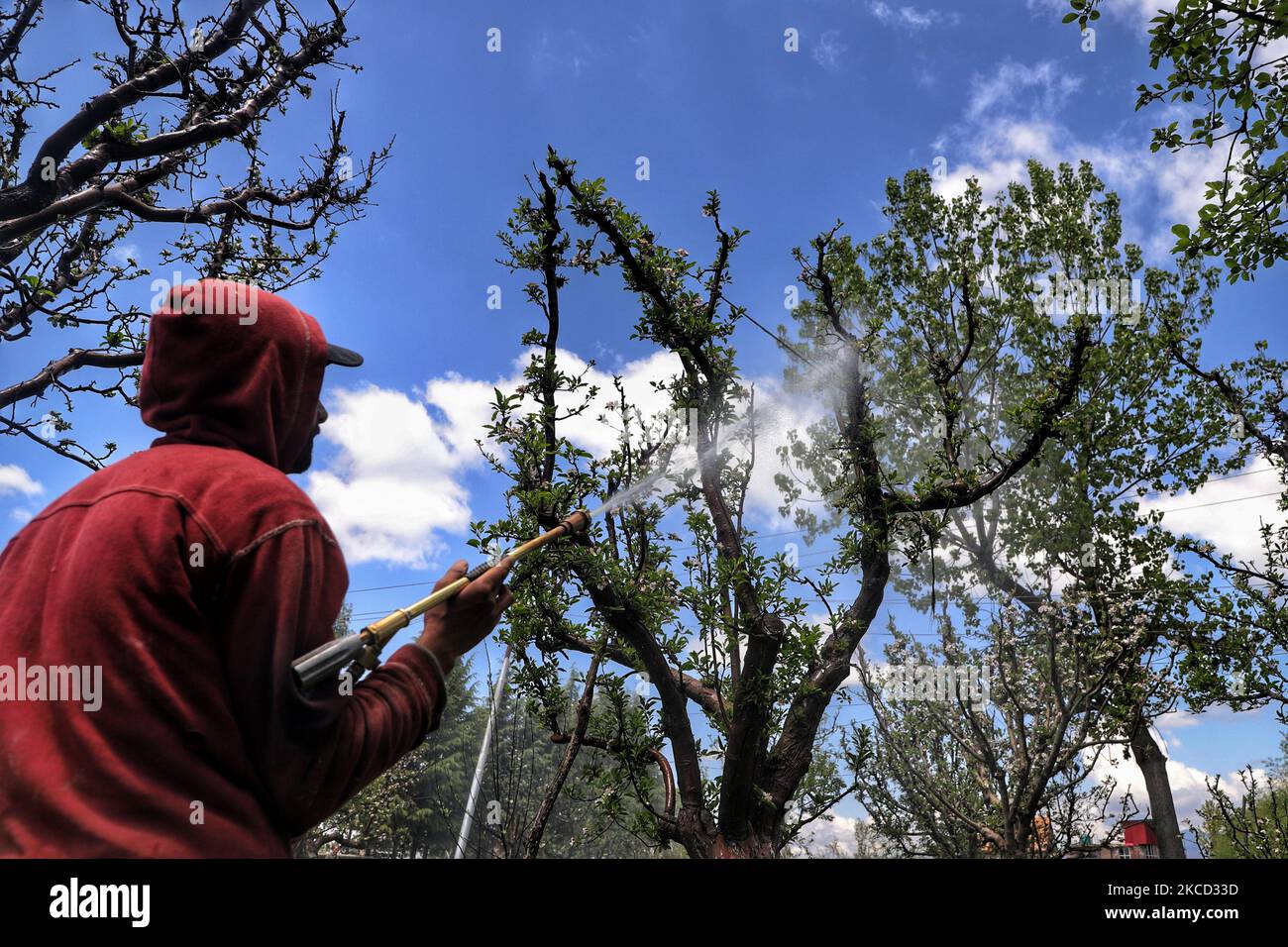 Los agricultores de Cachemira pulverizan plaguicidas sobre los manzanos en  un huerto de Apple Town Sopore, distrito de Baramulla, Jammu y Cachemira,  India, el 19 de abril de 2021.Â La industria de