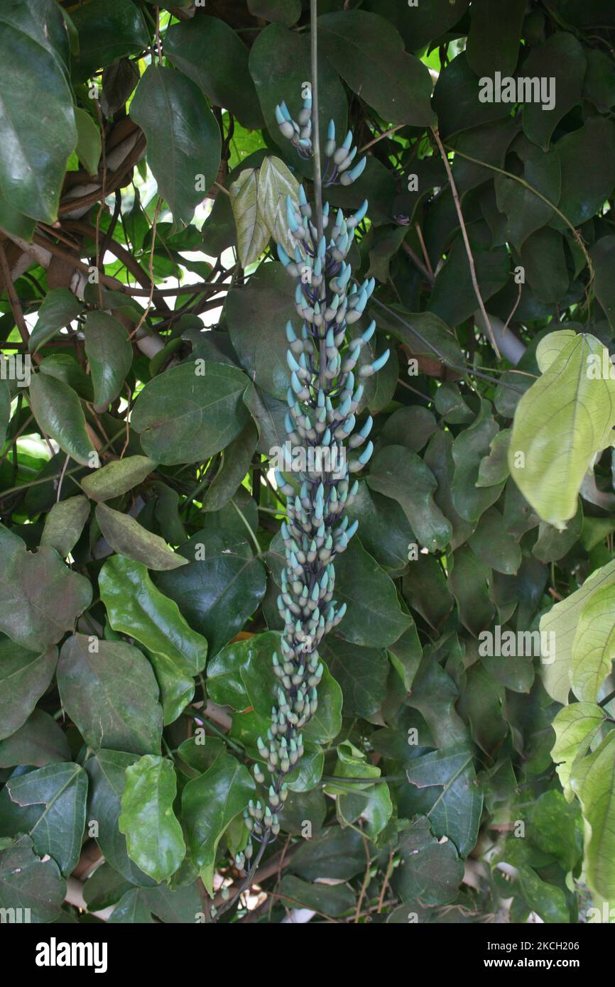 Flores de la Viña Azul de Jade (Strongylodon macrobotrys) creciendo en la Plantación Tropical de Maui en la isla de Maui, Hawai, ., el 10 de julio de 2007. La vid jade Flores de la Viña Azul de Jade (Strongylodon macrobotrys) creciendo en la Plantación Tropical de Maui en la isla de Maui, Hawai, ., el 10 de julio de 2007. La vid jade