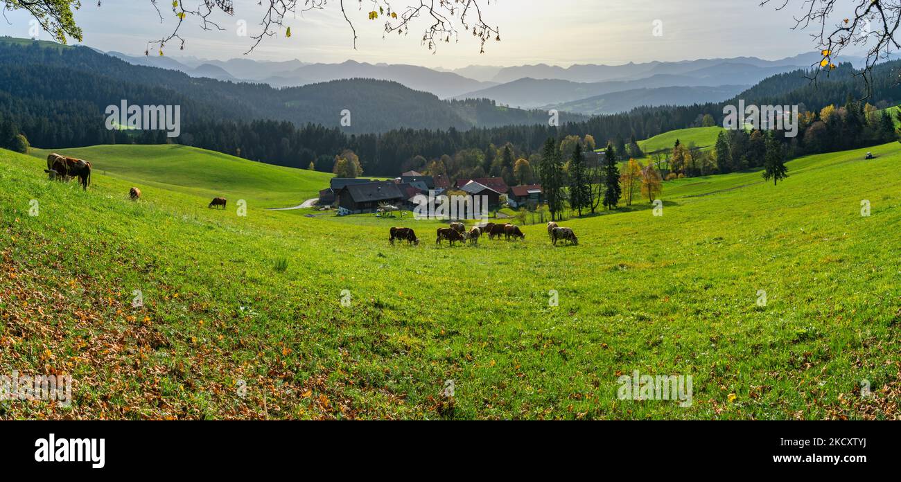 Herbstlicher Panoramablick über den Bregenzerwald mit Kühen auf der Weide, Bauernhäusern und bunten Blättern auf grünen Wiesen, Wälder und Berge Foto de stock