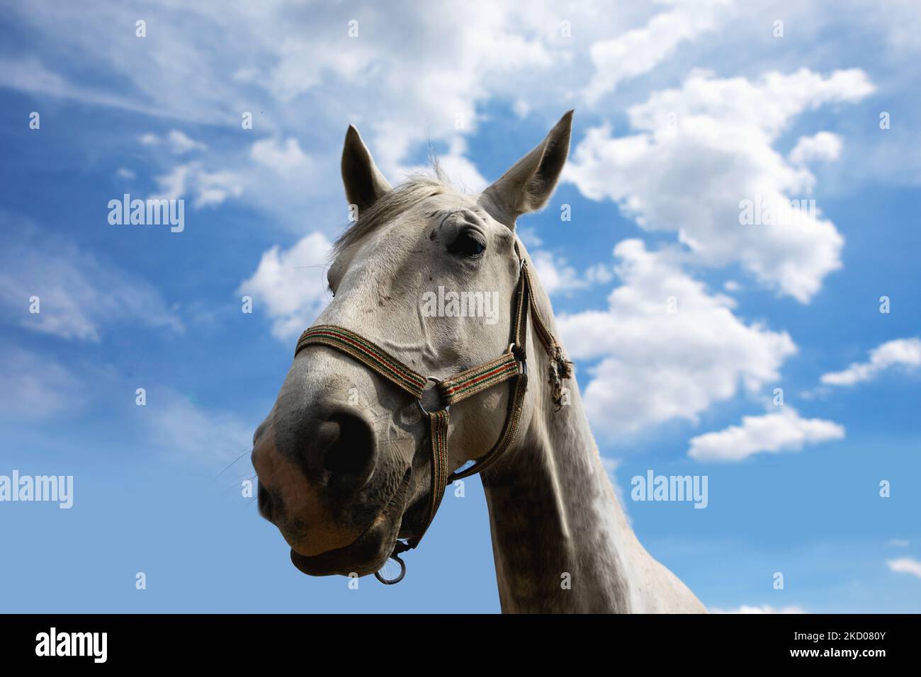 retrato de caballo blanco sobre el fondo del cielo Foto de stock
