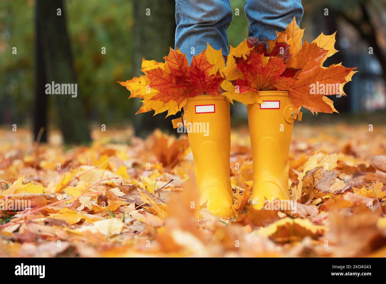 otoño brillante. chica con botas de goma amarilla caminando con un ramo de hojas de arce Foto de stock