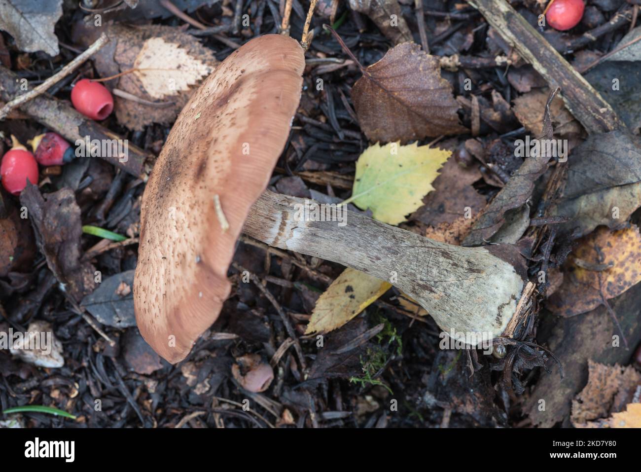 Hongo - Hongo bulboso (Armillaria lutea) Foto de stock