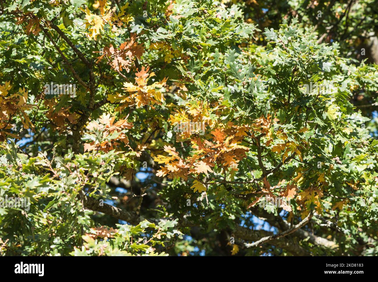 Hojas otoñales de roble (Quercus sp.) Foto de stock