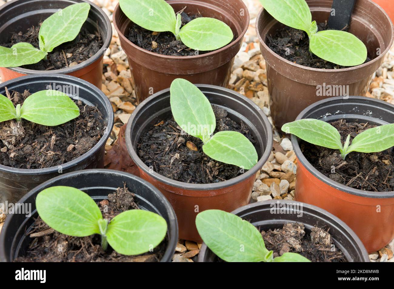 Plantas jóvenes de calabacín (calabacín) que crecen en macetas. Plantas de semillero de verduras, Reino Unido Foto de stock