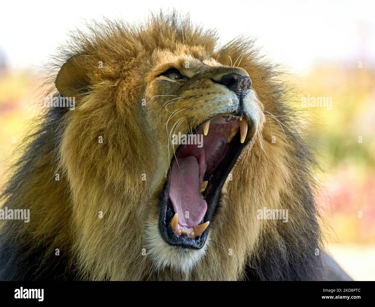 León macho (Panthera leo) con boca abierta Foto de stock