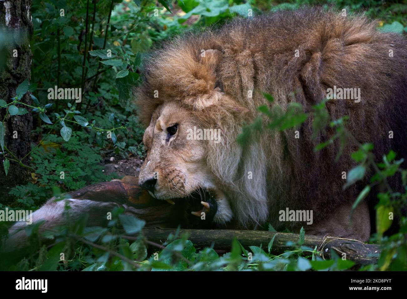 León (Panthera leo) en su hábitat Foto de stock