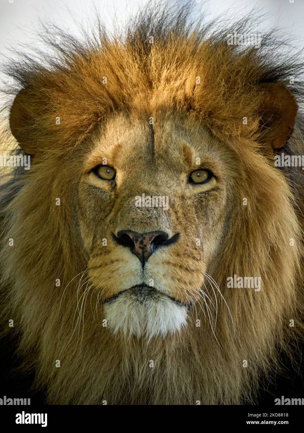 León macho (Panthera leo) con contacto visual Foto de stock