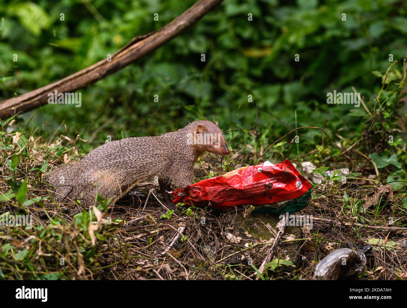 Una mangosta gris salvaje de la India (Herpestes edwardsii) investigó y