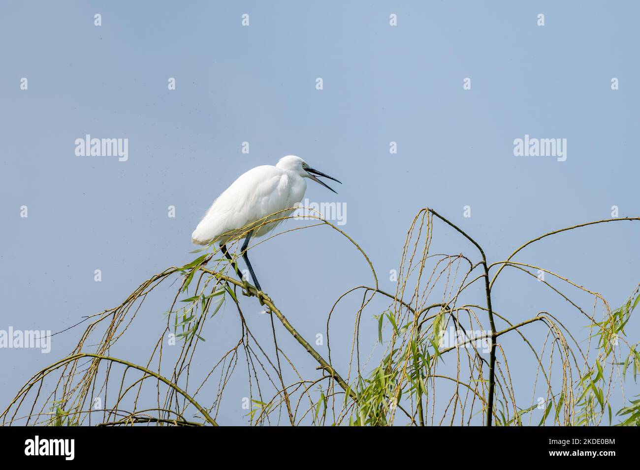 Primer plano de una garza sentada durante la primavera en un día soleado Foto de stock