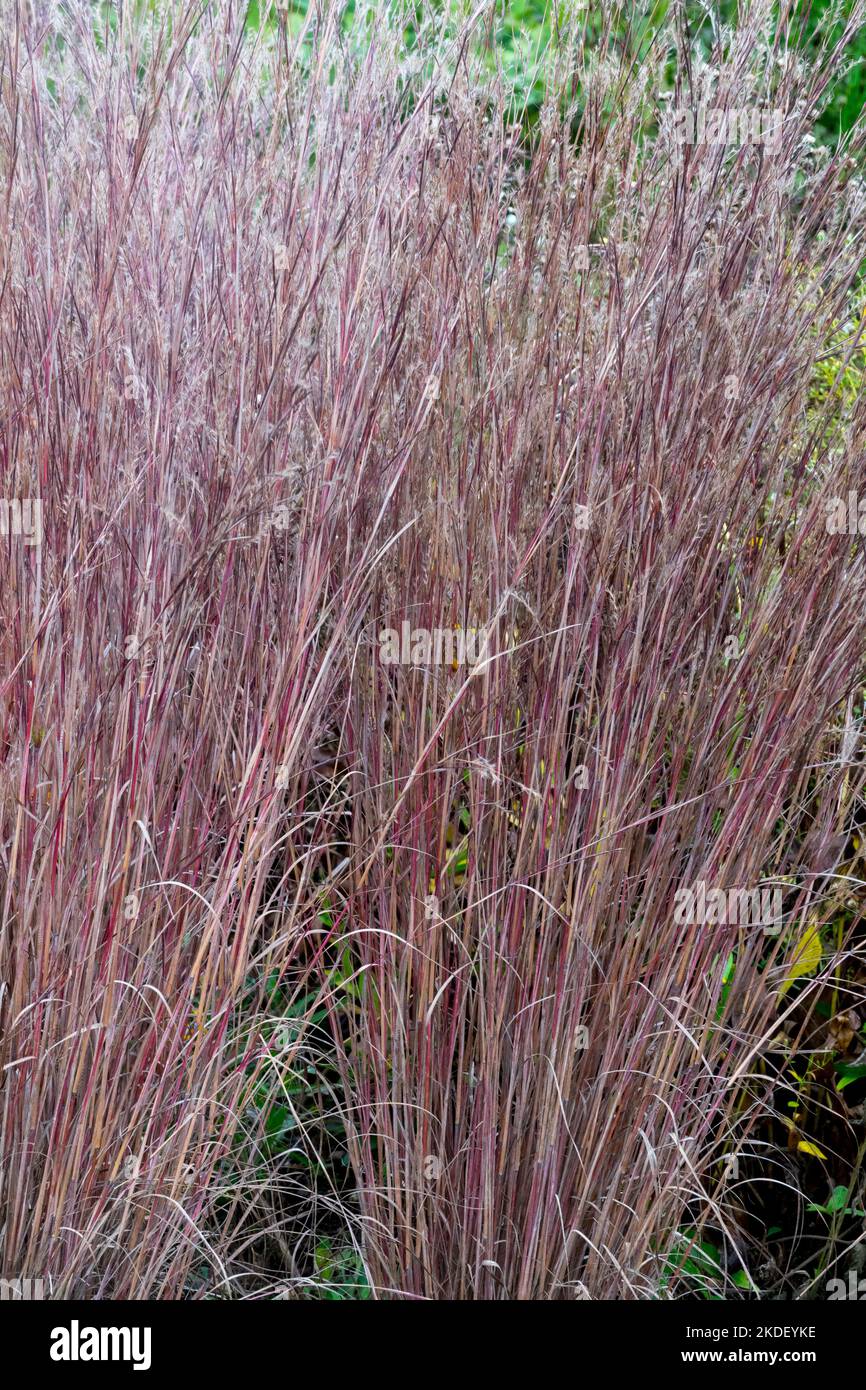 Andropogon scopararius, Hardy, Grass, Colump, Little Bluestem, Schizachyrium scopararium, Cooper, Colour, Autumn Foto de stock