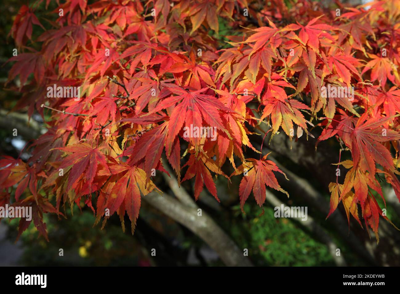 Los colores otoñales del árbol 'elegans' de Acer palmatum. Foto de stock