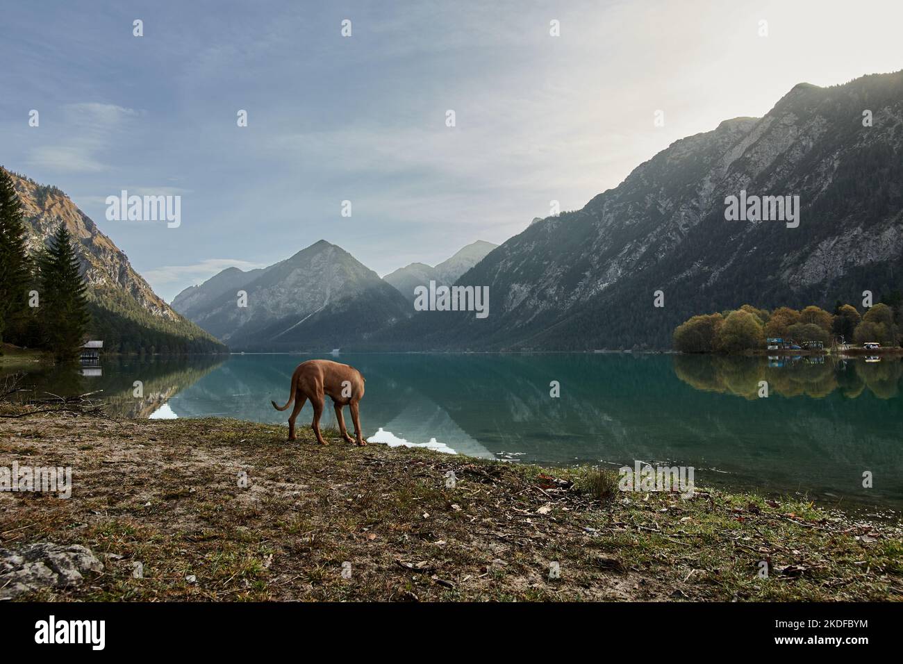 Rizgeback rodesiano situado en la orilla del lago Heiterwang al amanecer en el Tirol, Austria Foto de stock