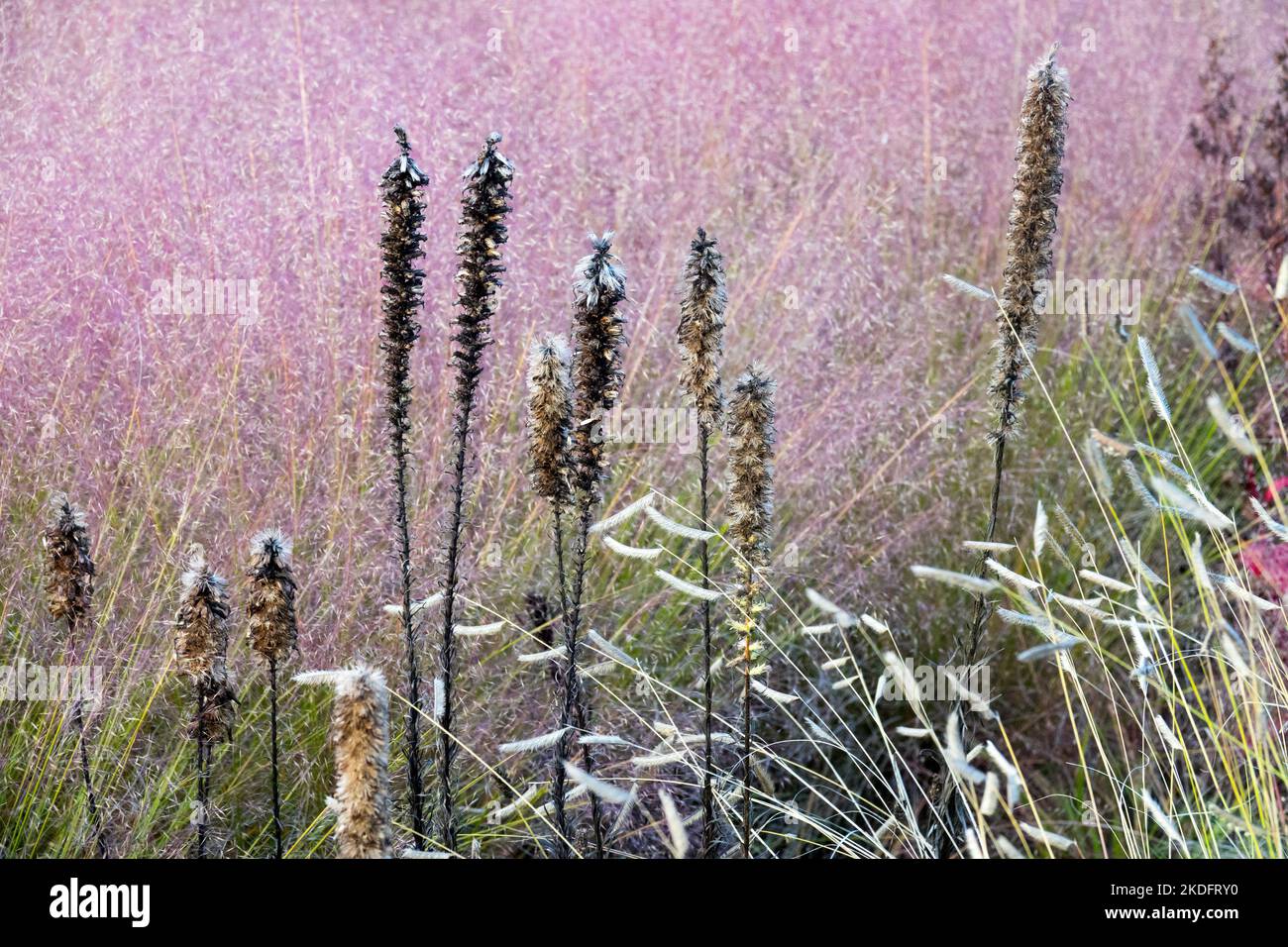 Blazing Star, Liatris pycnostachya, cabezas de semillas, Gayfeather, cabezas muertas, Pradera, pradera, plantas nativas de América otoño Pink Muhly Grass, Muhlenbergia Foto de stock