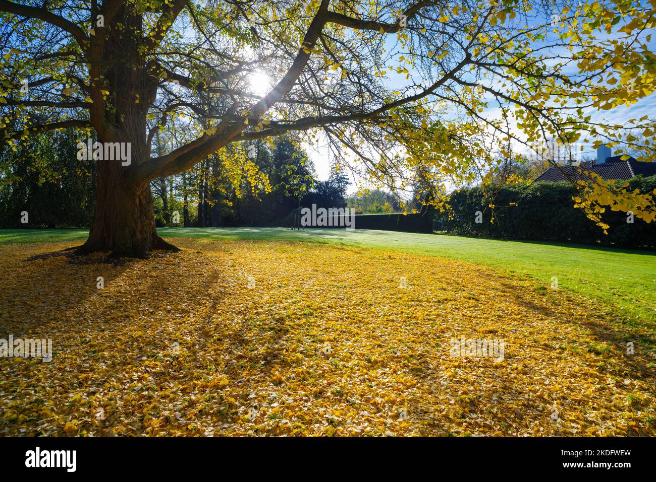 hermosa vista bajo un árbol biloba de ginkgo en un parque de otoño Foto de stock